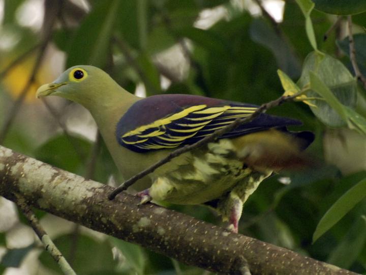 Grey-cheeked Green Pigeon