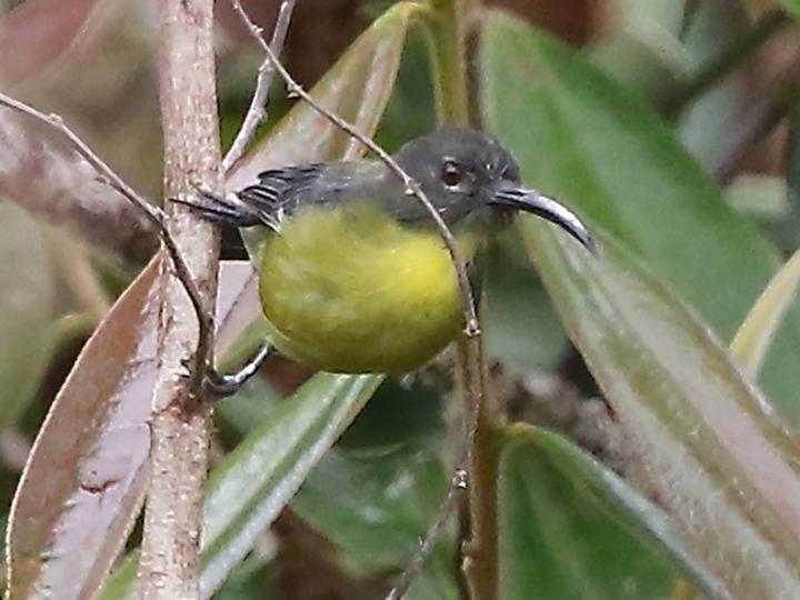 Slaty-headed Longbill