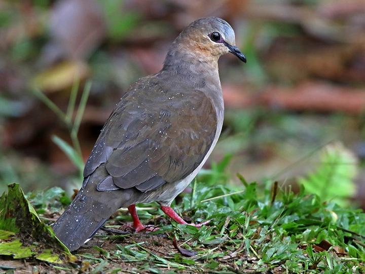 Grey-fronted Dove