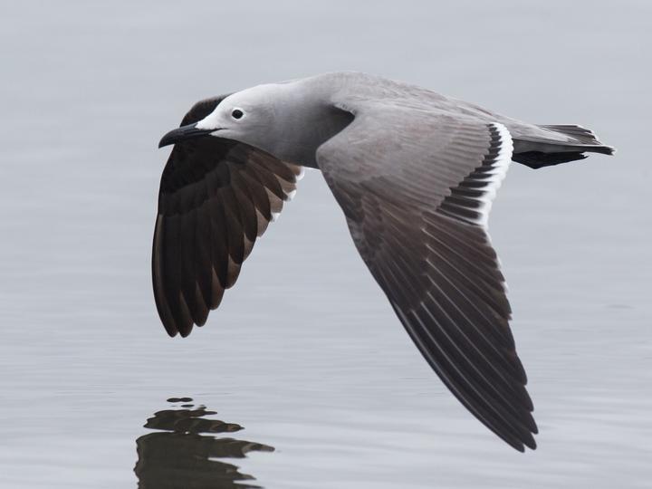Grey Gull