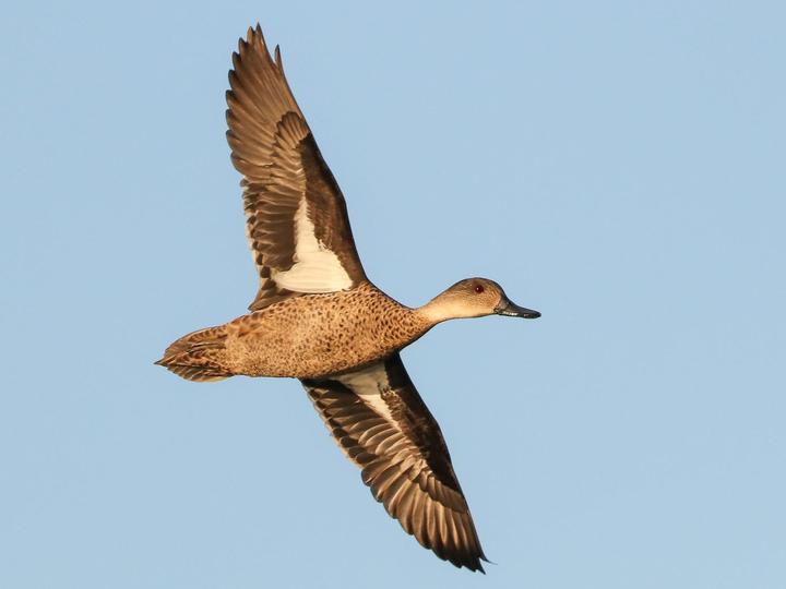 Grey Teal