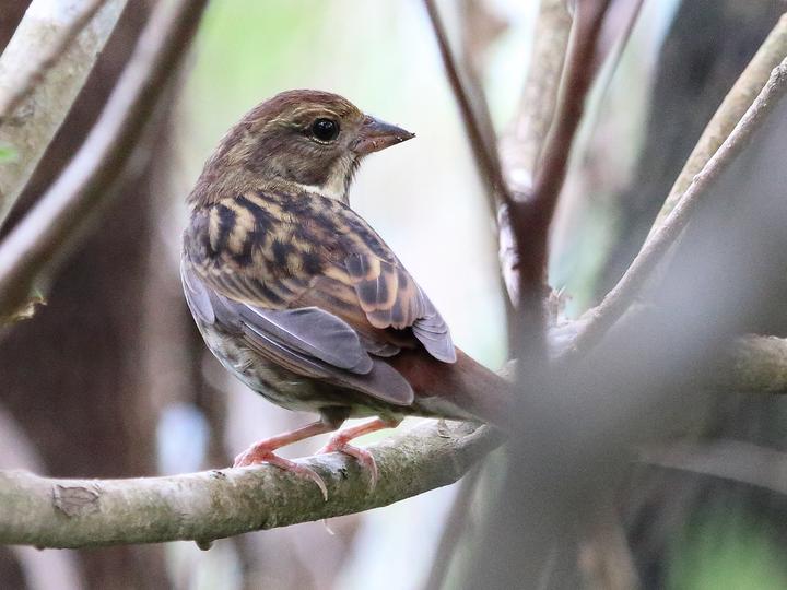 Grey Bunting