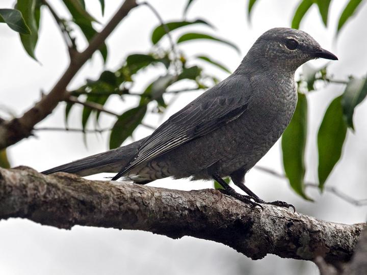 Indochinese Cuckooshrike