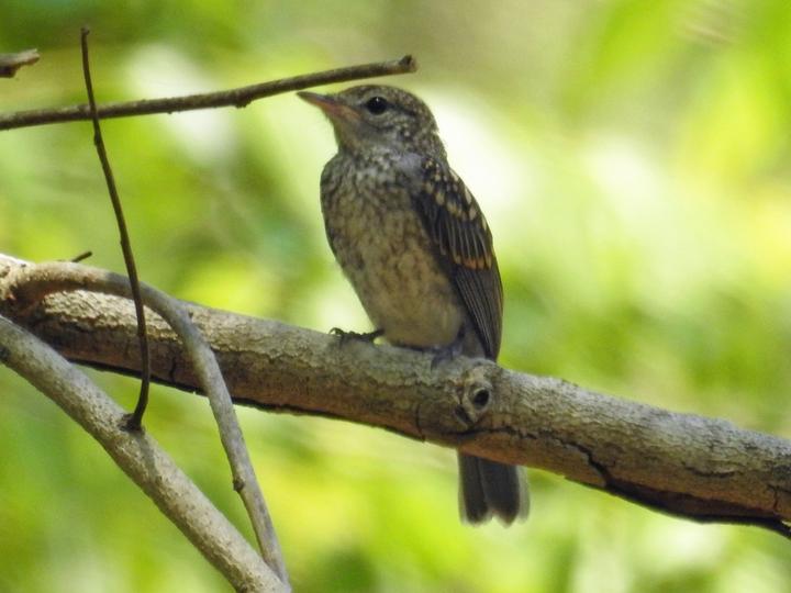 Ashy Flycatcher