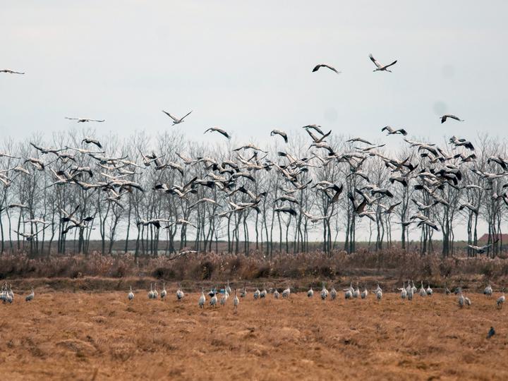 Common Crane