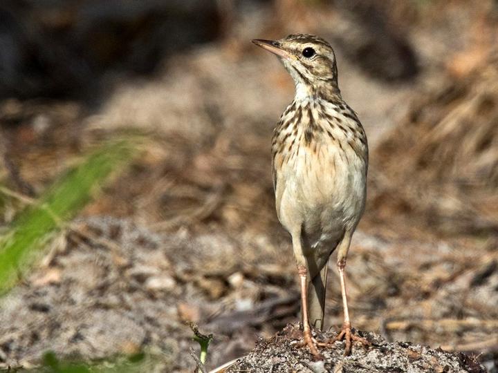 Malindi Pipit
