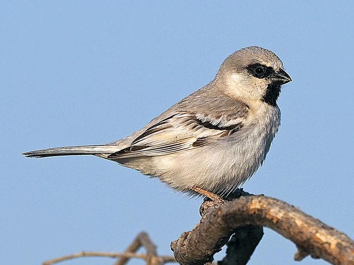 Zarudny's Sparrow