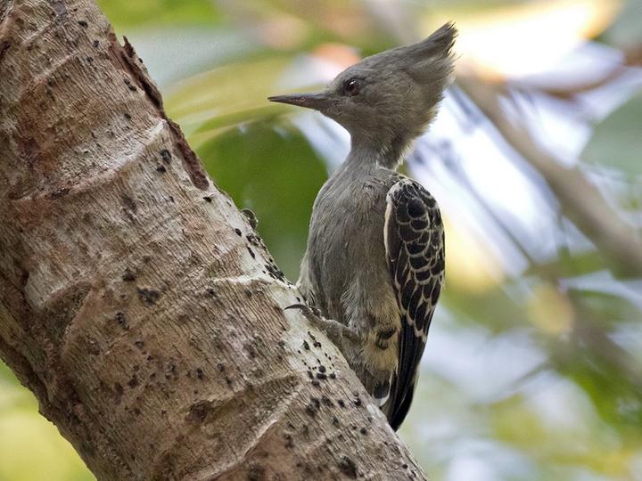 Grey-and-buff Woodpecker