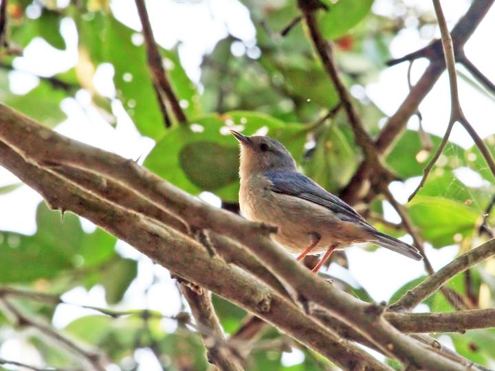 Bicolored Conebill