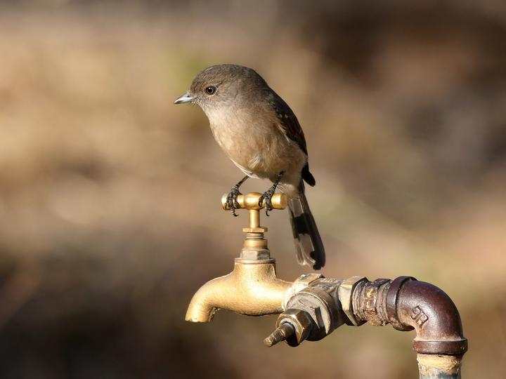 Abyssinian Slaty Flycatcher