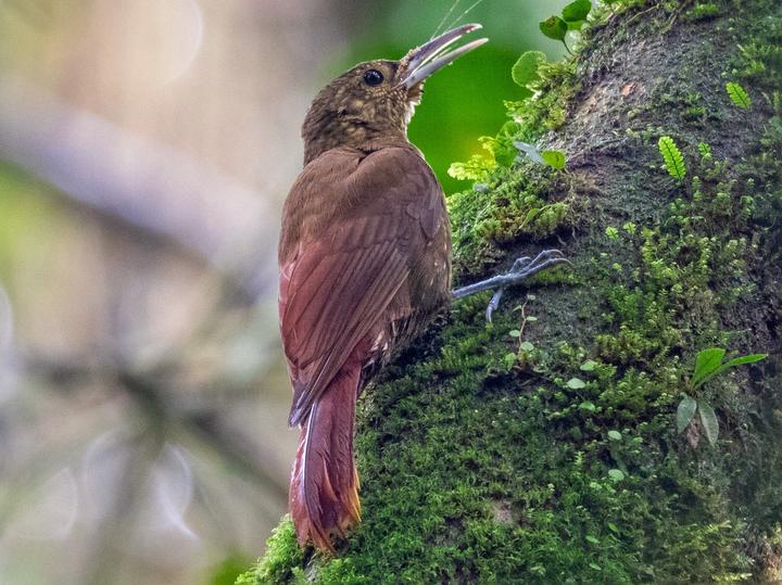 Spotted Woodcreeper