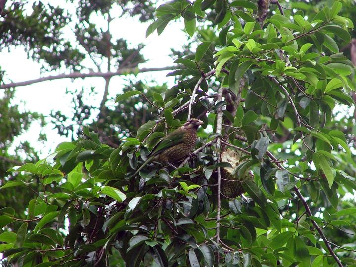 Spotted Catbird