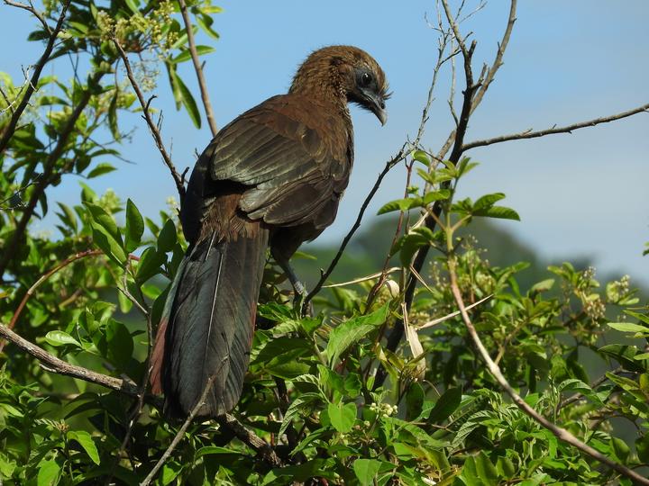 Scaled Chachalaca