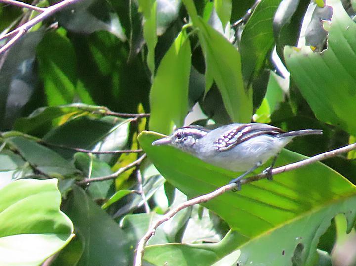Spot-tailed Antwren