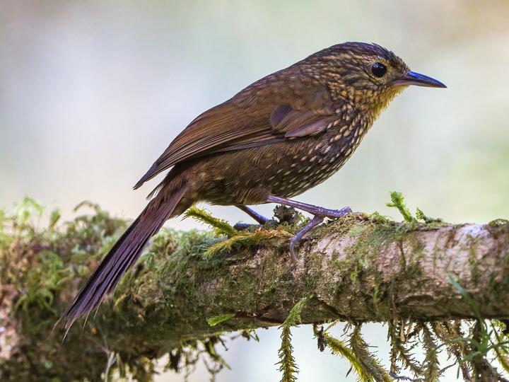 Spotted Barbtail