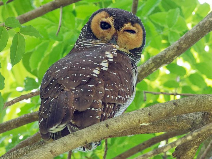 Spotted Wood Owl