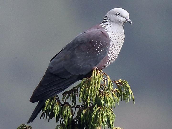 Speckled Wood Pigeon