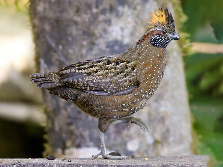 Spotted Wood Quail