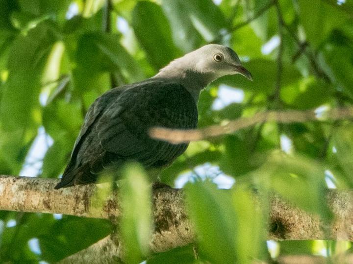 Spotted Imperial Pigeon