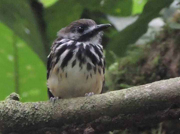 Dot-backed Antbird