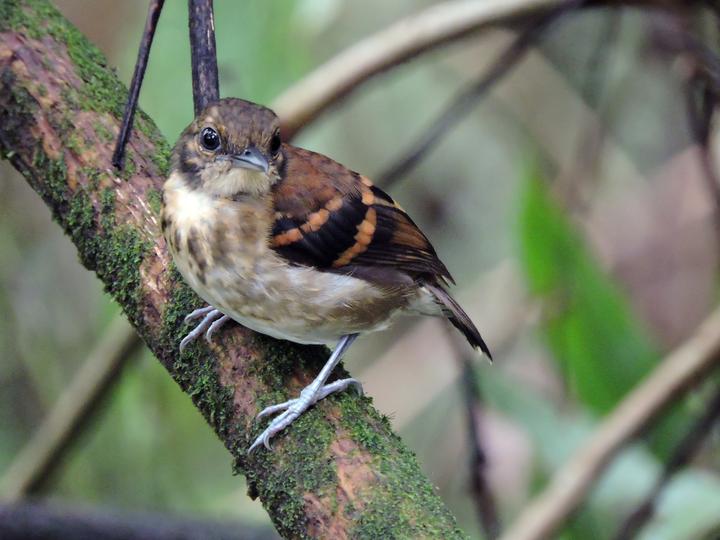 Spotted Antbird