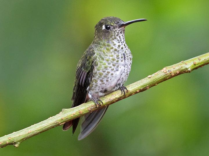 Many-spotted Hummingbird
