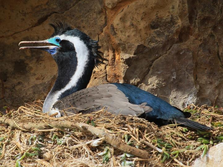 Spotted Shag