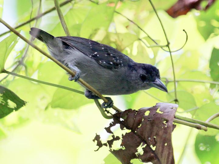 Spot-winged Antshrike
