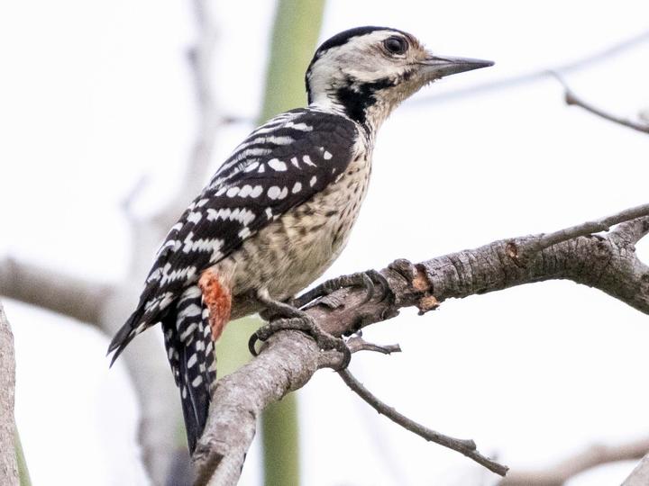 Freckle-breasted Woodpecker