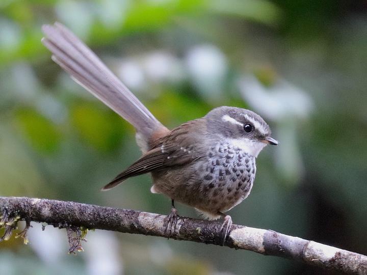 New Caledonian Streaked Fantail