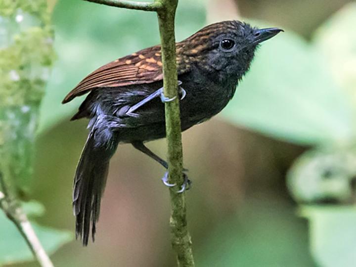 Speckled Antshrike