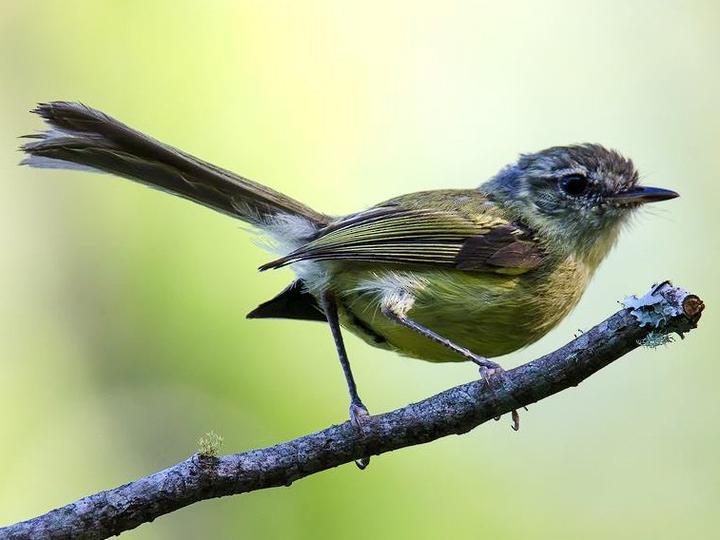Mottle-cheeked Tyrannulet
