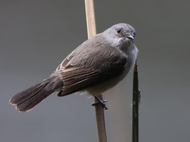 Sooty Tyrannulet