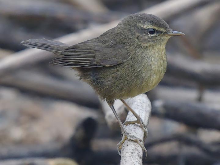 Smoky Warbler