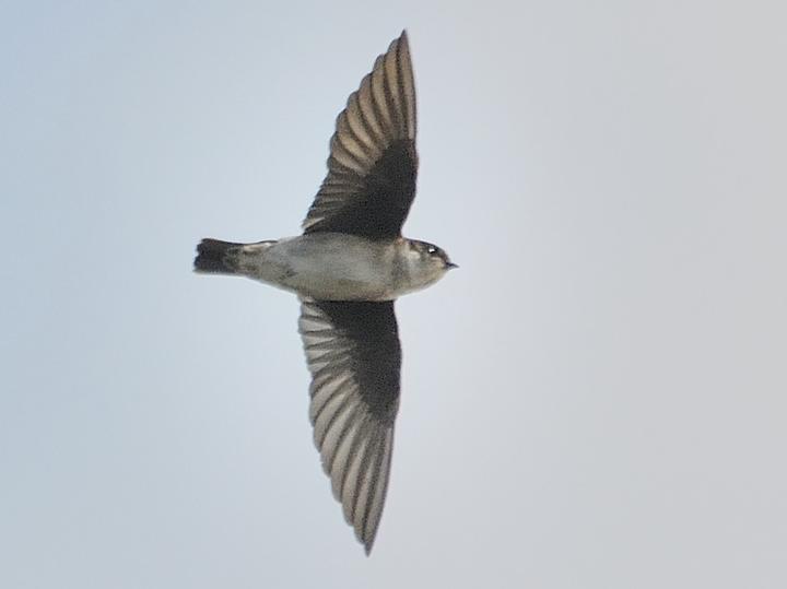Asian House Martin