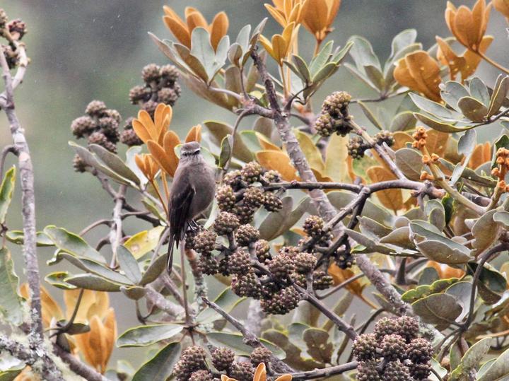Smoky Bush Tyrant