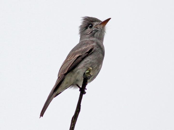Smoke-colored Pewee
