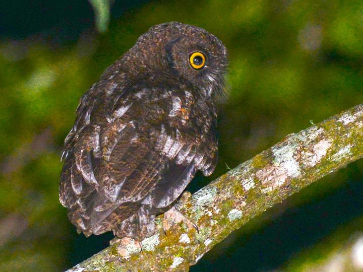 Anjouan Scops Owl