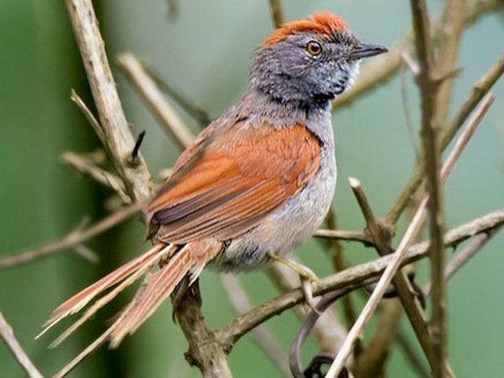 Sooty-fronted Spinetail