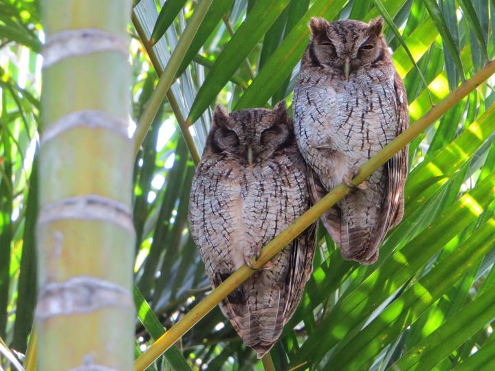 Tropical Screech Owl