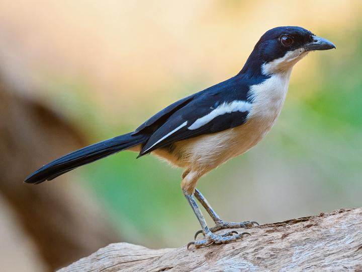 Tropical Boubou