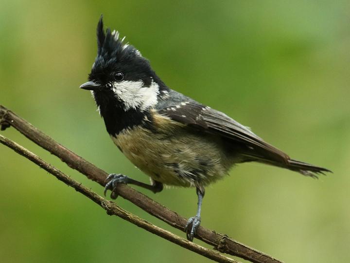 Coal Tit