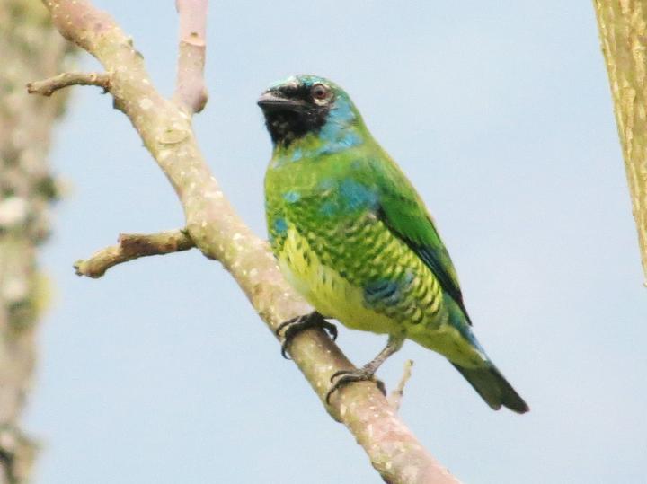 Swallow Tanager
