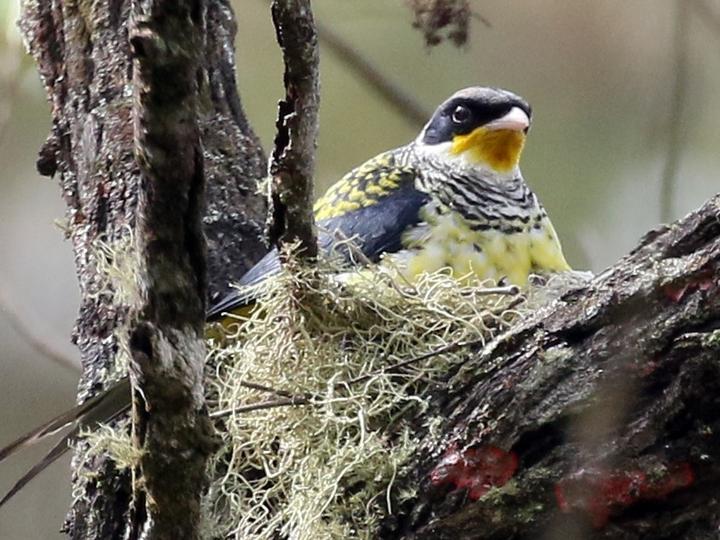Swallow-tailed Cotinga