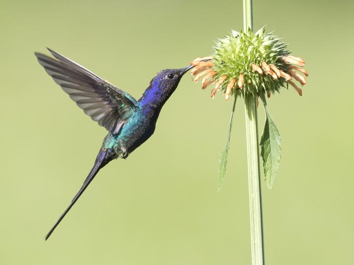 Swallow-tailed Hummingbird