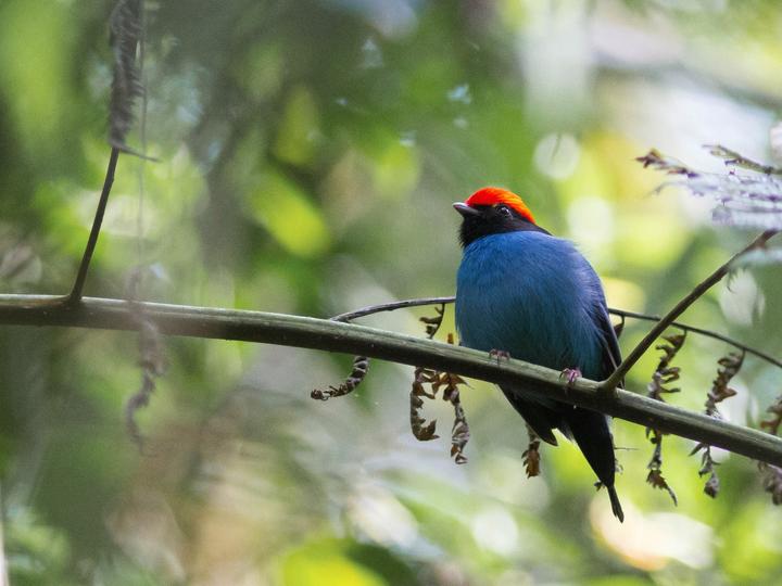 Blue Manakin