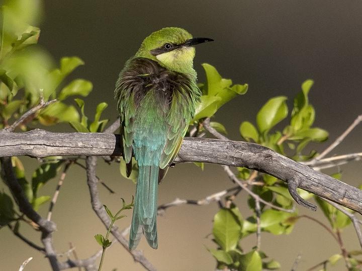 Swallow-tailed Bee-eater