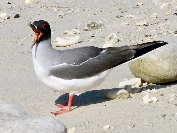 Swallow-tailed Gull