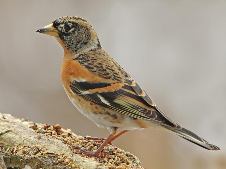 Brambling