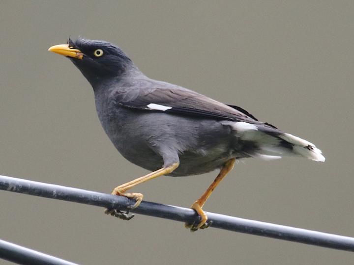 Javan Myna